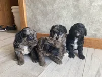 Boaz, a male Poodle - Toy  for sale in Carbondale, IL – Photo 4 of 4