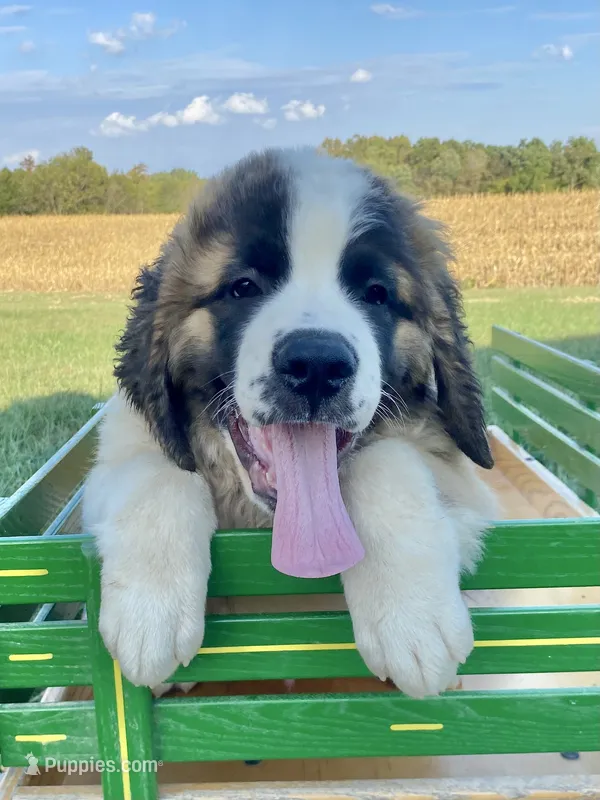 Brother Pete – Saint Bernard puppy for sale in Carbondale, IL