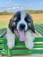 Brother Pete, a male Saint Bernard for sale in Carbondale, IL – 1 of 5