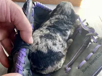 Tip, a male Poodle - Toy  for sale in Carbondale, IL – 2 of 7