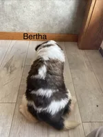 Big Bertha, a female Saint Bernard for sale in Carbondale, IL – 2 of 4