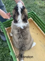 Sir Winston, a male Saint Bernard for sale in Carbondale, IL – 2 of 6