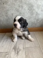 Sir Winston, a male Saint Bernard for sale in Carbondale, IL – 4 of 6