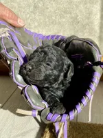 Tina AKC, a female Poodle - Toy  for sale in Carbondale, IL – 2 of 6
