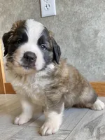 Brother Pete, a male Saint Bernard for sale in Carbondale, IL – 2 of 6