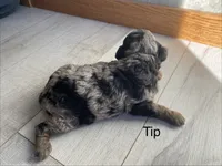 Tip, a male Poodle - Toy  for sale in Carbondale, IL – 1 of 7