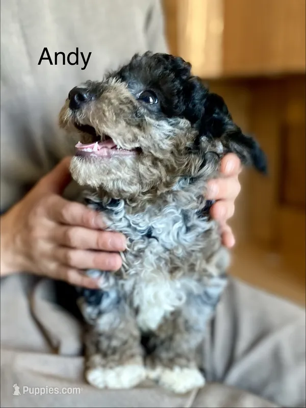 Andy – Poodle - Toy  puppy for sale in Carbondale, IL
