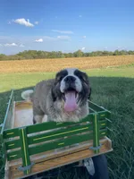 Sir Winston, a male Saint Bernard for sale in Carbondale, IL – 4 of 6