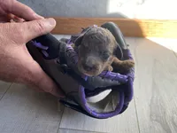 Tony AKC , a male Poodle - Toy  for sale in Carbondale, IL – 3 of 10