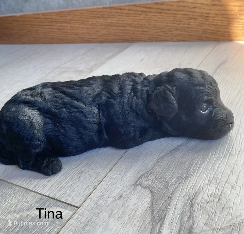 Tina AKC – Poodle - Toy  puppy for sale in Carbondale, IL