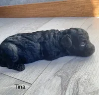 Tina AKC, a female Poodle - Toy  for sale in Carbondale, IL – 1 of 6