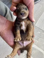 Tony AKC , a male Poodle - Toy  for sale in Carbondale, IL – 6 of 10