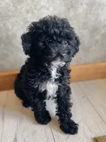 Boaz, a male Poodle - Toy  for sale in Carbondale, IL – 7 of 9