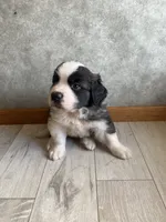 Sir Winston, a male Saint Bernard for sale in Carbondale, IL – 5 of 6