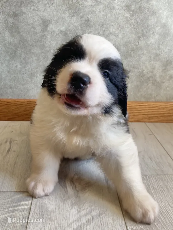 Chief  – Saint Bernard puppy for sale in Carbondale, IL