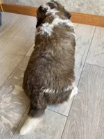Uncle Aurther, a male Saint Bernard for sale in Carbondale, IL – 2 of 5