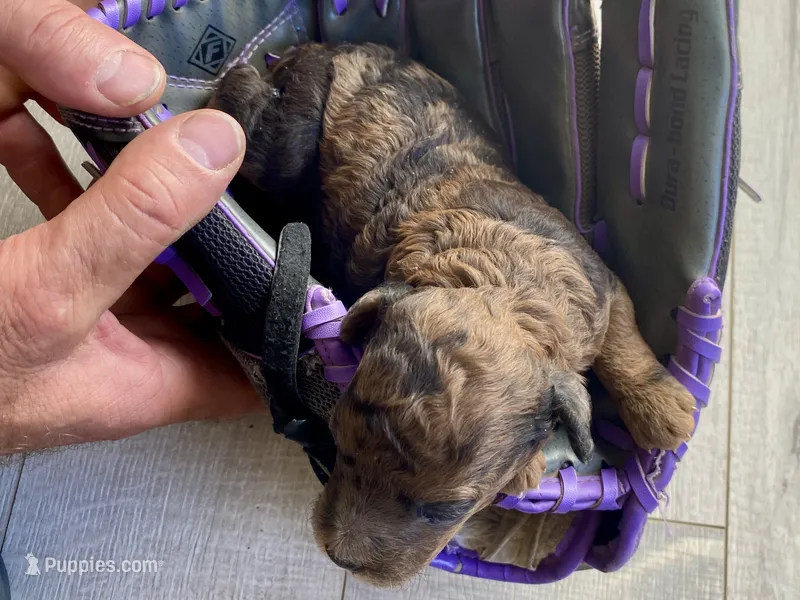 Tony AKC  – Poodle - Toy  puppy for sale in Carbondale, IL