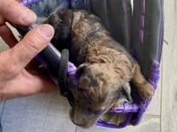 Tony AKC , a male Poodle - Toy  for sale in Carbondale, IL – 1 of 10