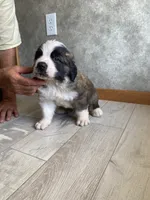 Brother Pete, a male Saint Bernard for sale in Carbondale, IL – 6 of 6
