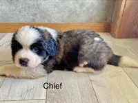 Chief , a male Saint Bernard for sale in Carbondale, IL – 2 of 7
