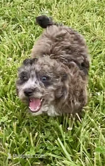 Vashti  – Poodle - Toy  puppy for sale in Carbondale, IL