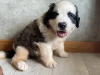 Big Bertha, a female Saint Bernard for sale in Carbondale, IL – 1 of 4