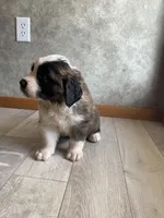 Brother Pete, a male Saint Bernard for sale in Carbondale, IL – 5 of 6