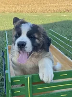 Sir Winston, a male Saint Bernard for sale in Carbondale, IL – 1 of 6