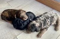 Tip, a male Poodle - Toy  for sale in Carbondale, IL – 4 of 7