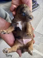 Tony AKC , a male Poodle - Toy  for sale in Carbondale, IL – 2 of 10
