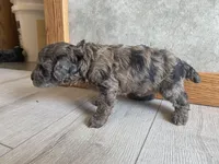 Vashti , a female Poodle - Toy  for sale in Carbondale, IL – Photo 3 of 4