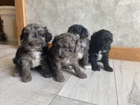 Vashti , a female Poodle - Toy  for sale in Carbondale, IL – Photo 4 of 4