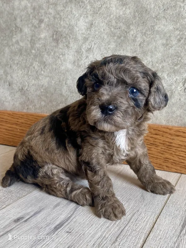 Vashti  – Poodle - Toy  puppy for sale in Carbondale, IL