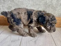 Vashti , a female Poodle - Toy  for sale in Carbondale, IL – Photo 2 of 4