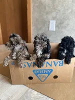 Boaz, a male Poodle - Toy  for sale in Carbondale, IL – 8 of 9