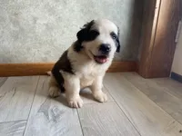 Big Bertha, a female Saint Bernard for sale in Carbondale, IL – 4 of 4