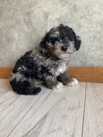 Andy, a male Poodle - Toy  for sale in Carbondale, IL – 4 of 10