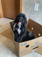 Boaz, a male Poodle - Toy  for sale in Carbondale, IL – 9 of 9