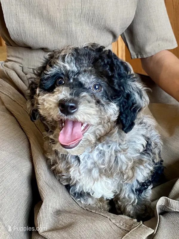 Andy – Poodle - Toy  puppy for sale in Carbondale, IL