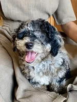 Andy, a male Poodle - Toy  for sale in Carbondale, IL – 2 of 10