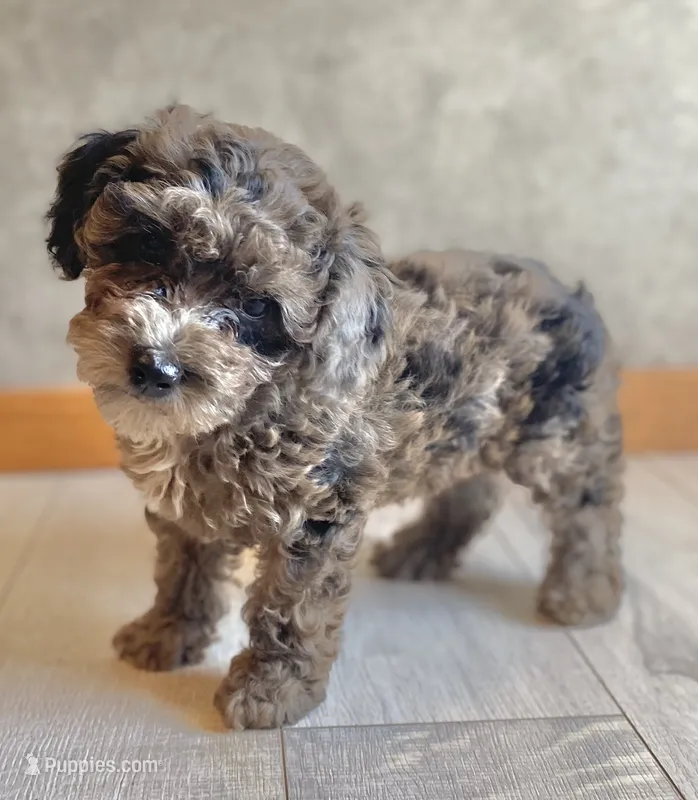 Vashti  – Poodle - Toy  puppy for sale in Carbondale, IL