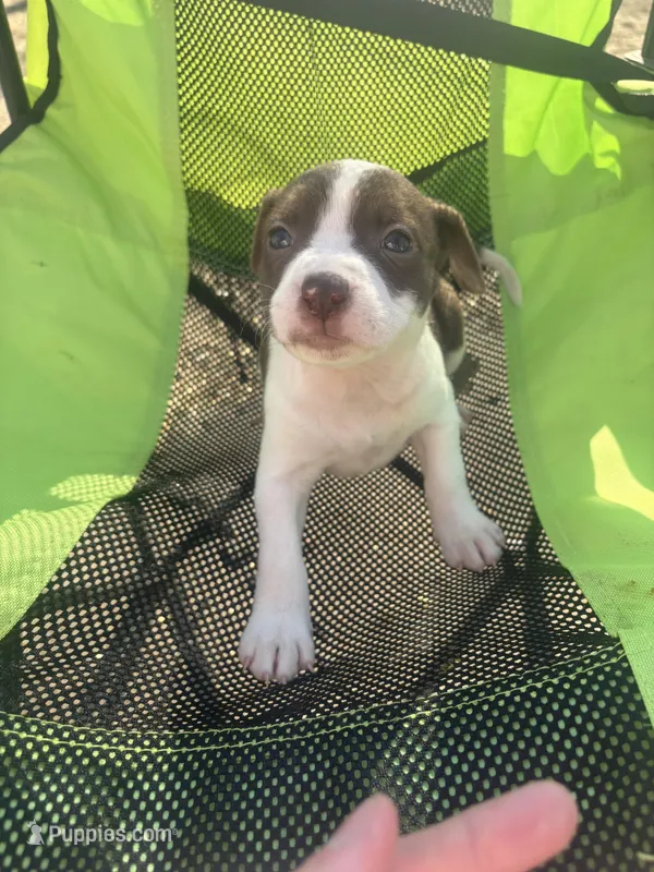Spots – Chinese Shar-Pei, American Pit Bull Terrier puppy for sale in Kansas City, MO