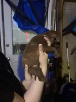 Brownie, a female Chinese Shar-Pei and American Pit Bull Terrier for sale in Kansas City, MO – Photo 1 of 3