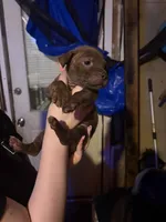 Brownie, a female Chinese Shar-Pei and American Pit Bull Terrier for sale in Kansas City, MO – Photo 3 of 3