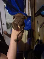 Brownie, a female Chinese Shar-Pei and American Pit Bull Terrier for sale in Kansas City, MO – Photo 2 of 3