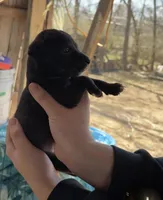 Midge, a male Chinese Shar-Pei and American Pit Bull Terrier for sale in Kansas City, MO – Photo 1 of 2