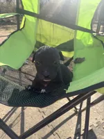 Midge, a male Chinese Shar-Pei and American Pit Bull Terrier for sale in Kansas City, MO – Photo 2 of 2