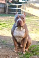 Ms.Gucci, a  American Bully for sale in Decatur, AL – Photo 2 of 6