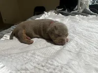 Ms.Gucci, a  American Bully for sale in Decatur, AL – Photo 6 of 6