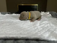 Ms.Gucci, a  American Bully for sale in Decatur, AL – Photo 4 of 6